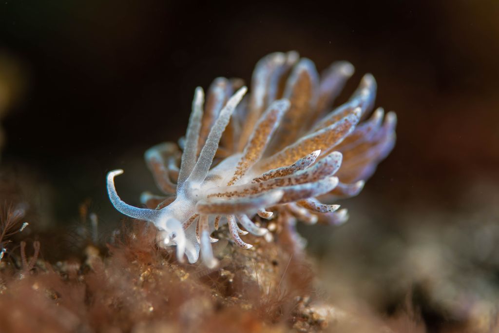 nudibranche